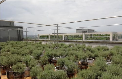 绿色宝藏 植物提取物在洗护与护肤品开发中的前沿应用